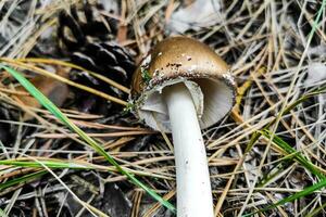 The poisonous mushroom Amanita pantherina panther grows in the autumn forest. photo