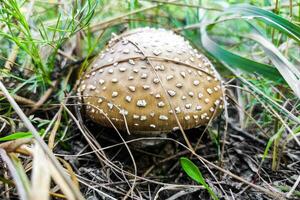 The poisonous mushroom Amanita pantherina panther grows in the autumn forest. photo