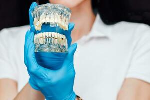 Dental demonstration model of the jaw in the hands of a surgeon photo