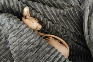 Hairless cat of breed Canadian Sphynx sleeps photo