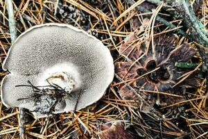 Sarcodon Imbricatus mushroom close-up. photo