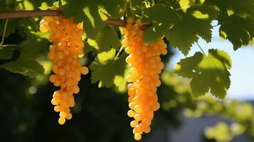 ai generado uvas colgando en un árbol rama. generativo ai foto