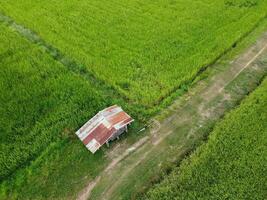 Aerial photography of the lush green rice fields. photo
