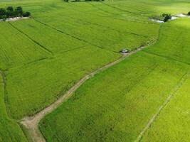 Aerial photography of the lush green rice fields. photo