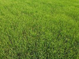 Aerial photography of the lush green rice fields. photo