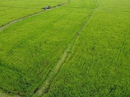 Aerial photography of the lush green rice fields. photo