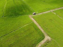 Aerial photography of the lush green rice fields. photo