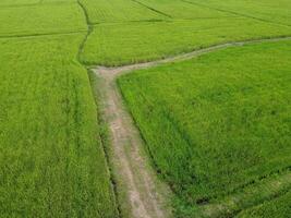 Aerial photography of the lush green rice fields. photo
