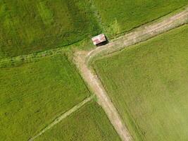 Aerial photography of the lush green rice fields. photo
