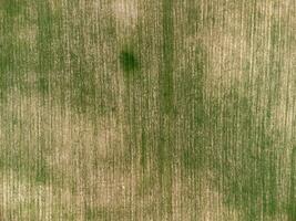 aéreo ver en verde trigo campo en campo. campo de trigo soplo en el viento en puesta de sol. joven y verde espiguillas orejas de cebada cosecha en naturaleza. agronomía, industria y comida producción. foto