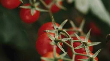 rouge Cerise tomates sur une branche video