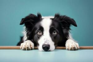 AI generated Laid back Border Collie dog with Copy Space photo