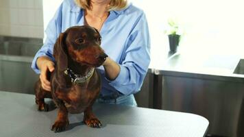 das blond Frau ist streicheln das Deutsche Dachshund video