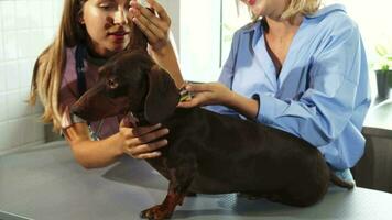 de verpleegster is cheking omhoog Duitse dassenhonden uiteinde van een loop video