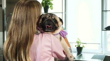 The young nurse is hugging the pug dog video