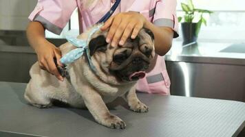 The nurse is checking up the pug dogs breath video