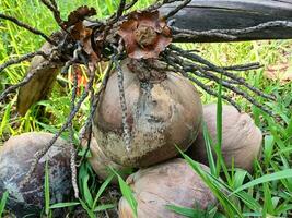 Old brown coconut on garden grass background. Old coconut functions as a soil strengthening stone. photo