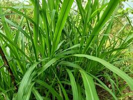 carex péndula es un especies de como hierba planta pertenencia a el cyperaceae familia foto