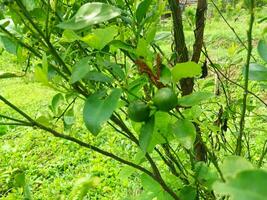 Kaffir lime in the garden as a kitchen spice. photo