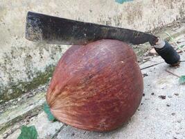 Old coconut and machete objects on concrete background. Combination of old coconut and machete, riverside coconut tree. photo