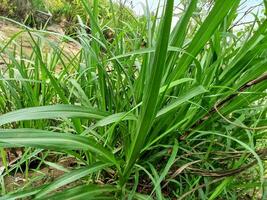 carex péndula es un especies de como hierba planta pertenencia a el cyperaceae familia foto