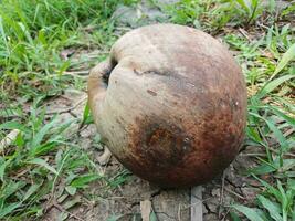 Old brown coconut on garden grass background. Old coconut functions as a soil strengthening stone. photo