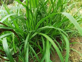 carex péndula es un especies de como hierba planta pertenencia a el cyperaceae familia foto