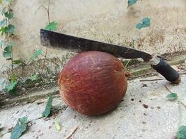 Old coconut and machete objects on concrete background. Combination of old coconut and machete, riverside coconut tree. photo