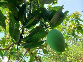 Mango with leaves background. Young green mango. Mango tree with green fruit. photo