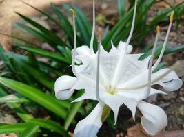 hermosa macro ver de himenocallis coronaria flor en natural antecedentes. el rocoso banco araña lirio es floreciente. foto