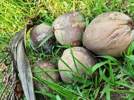 Old brown coconut on garden grass background. Old coconut functions as a soil strengthening stone. photo