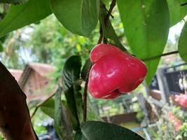 Red guava fruit on a tree trunk among dense green leaves. photo