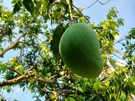 Mango with leaves background. Young green mango. Mango tree with green fruit. photo