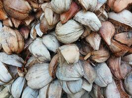 Dry Tropical Coconut shell and fiber skin. close up Brown island summer plant. photo