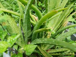 Aloe vera tree in garden park. photo