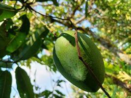 Mango with leaves background. Young green mango. Mango tree with green fruit. photo