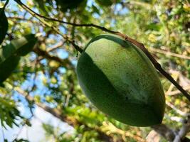 Mango with leaves background. Young green mango. Mango tree with green fruit. photo