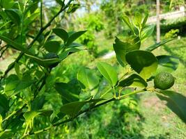 Kaffir lime or Citrus hystrix is a member of the citrus family, Rutacea, of the Citrus type. photo