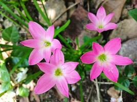 The beauty of rain lilies blooming perfectly in the natural setting of the garden. This pink flower has the scientific name Zephyranthes minuta. photo