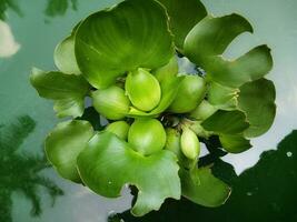 Water hyacinth with pond background. Water hyacinth in pond water. photo