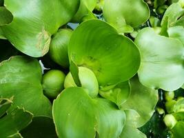 Water hyacinth with pond background. Water hyacinth in pond water. photo