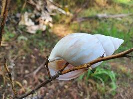 caracol conchas o lissachatina fulica son tierra Caracoles pertenencia a el achatinidae familia. foto