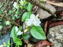 Sambac jasmine or Jasminum sambac is a species of jasmine native to tropical Asia. Jasmine Sambac with the scientific name Jasminum sambac. photo