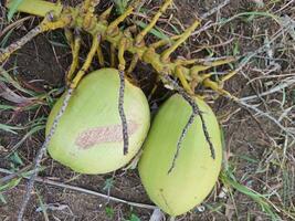 joven cocos son verde con refrescante Fruta jugo. Fresco joven Coco. foto