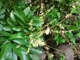 Longan flowers that will become fruit in the garden during the day. photo