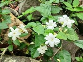 sambac jazmín o Jasminum sambac es un especies de jazmín nativo a tropical Asia. jazmín sambac con el científico nombre Jasminum sambac. foto