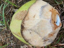 Young coconut juice in the garden, with dry grass background. Young coconut in the garden. photo