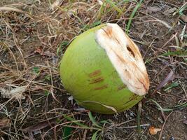 Young coconut juice in the garden, with dry grass background. Young coconut in the garden. photo