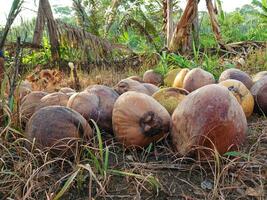 Collection of old coconuts on a rice field background. Old coconut ready for production. photo