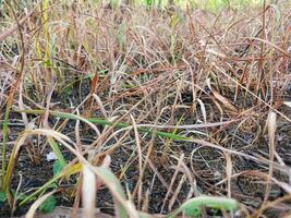 Dry reeds or Imperata cylindrica . Dry reeds in the garden. photo